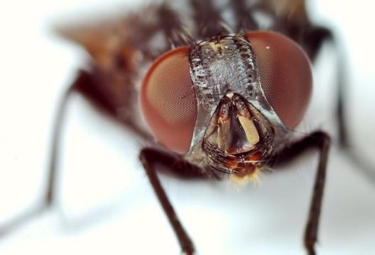 Microscopic Macro Pictures of Insects