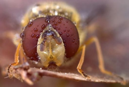 Microscopic Macro Pictures of Insects