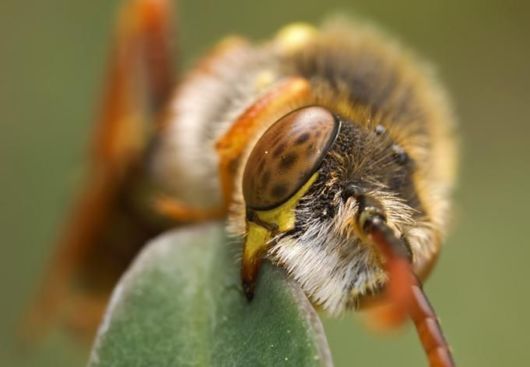 Microscopic Macro Pictures of Insects