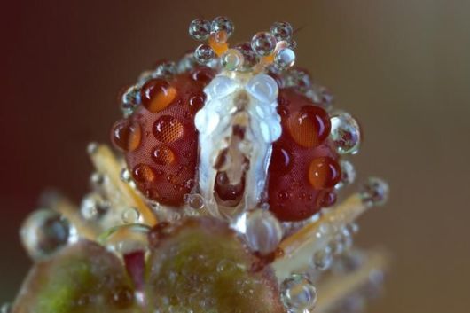 Microscopic Macro Pictures of Insects