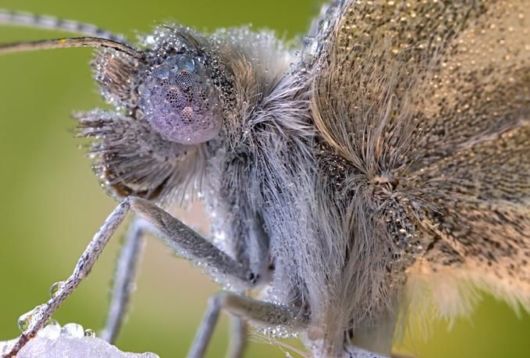 Microscopic Macro Pictures of Insects