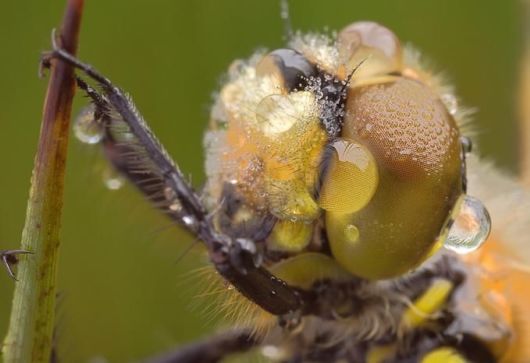 Microscopic Macro Pictures of Insects