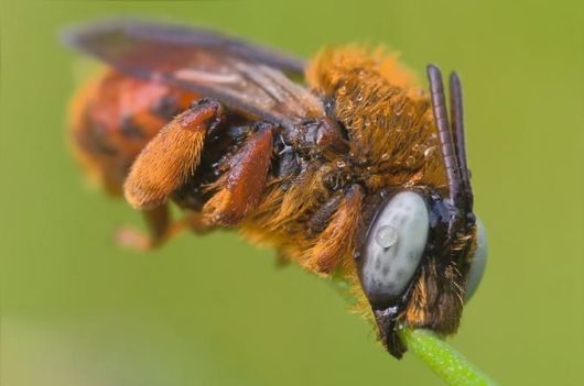 Microscopic Macro Pictures of Insects