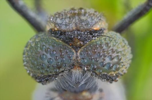 Microscopic Macro Pictures of Insects