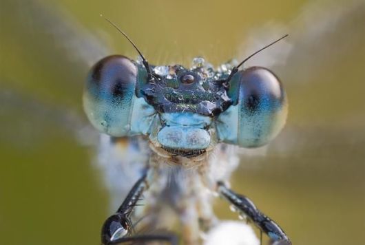 Microscopic Macro Pictures of Insects