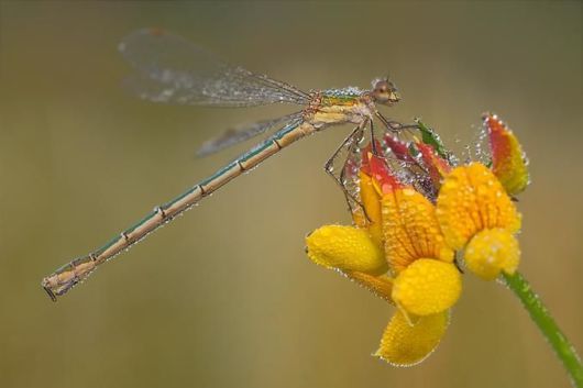 Microscopic Macro Pictures of Insects