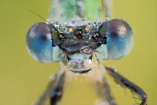 Microscopic Macro Pictures of Insects