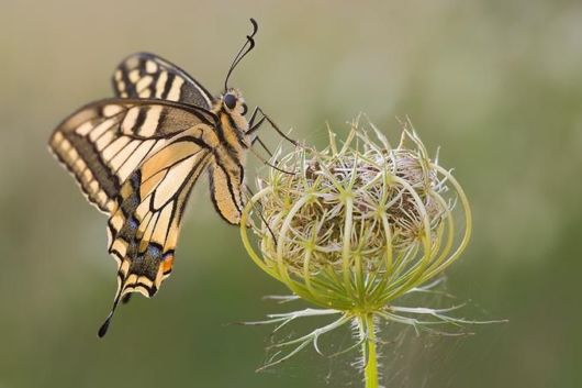 Microscopic Macro Pictures of Insects