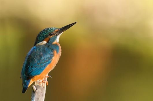 Microscopic Macro Pictures of Insects