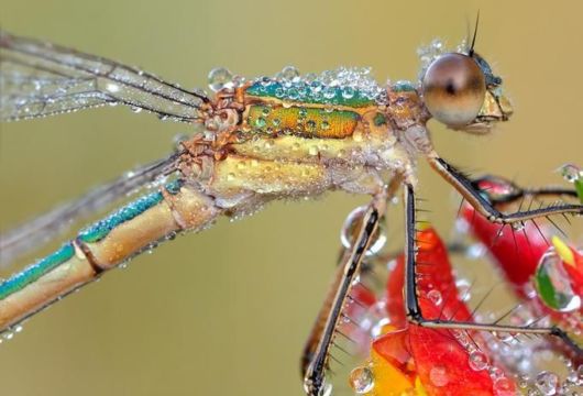 Microscopic Macro Pictures of Insects