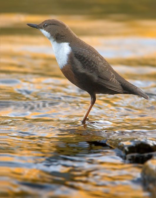Microscopic Macro Pictures of Insects