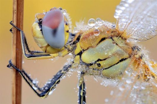 Microscopic Macro Pictures of Insects