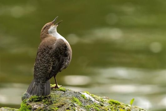 Microscopic Macro Pictures of Insects