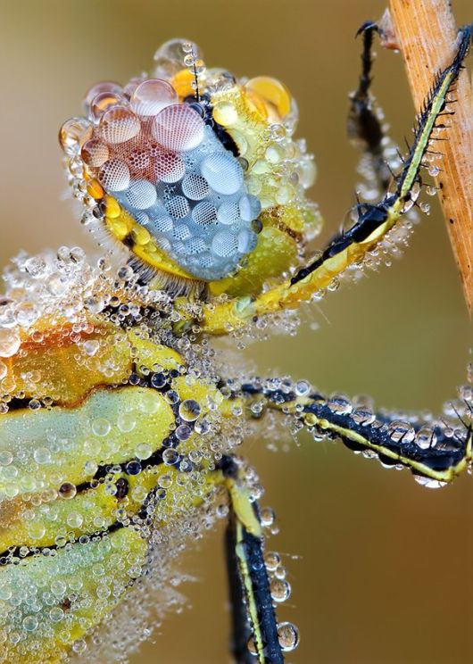 Microscopic Macro Pictures of Insects