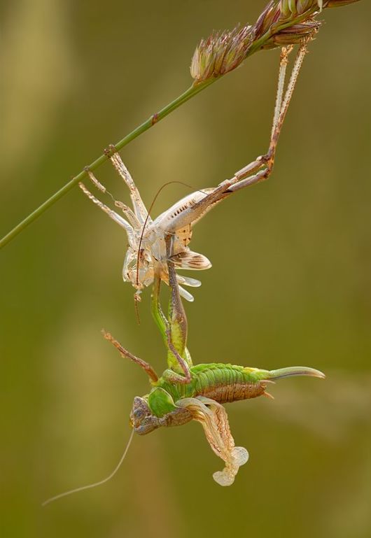 Microscopic Macro Pictures of Insects