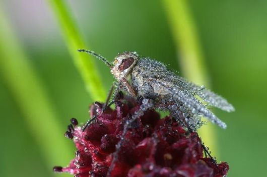 Microscopic Macro Pictures of Insects