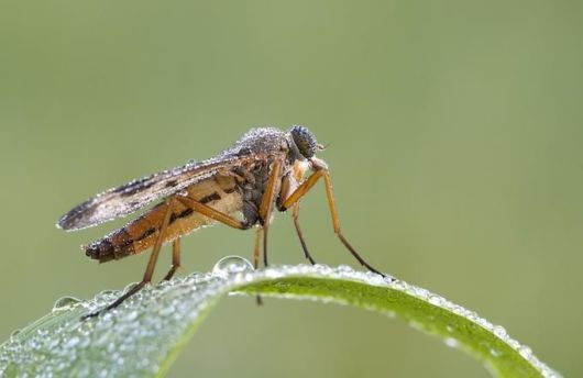 Microscopic Macro Pictures of Insects