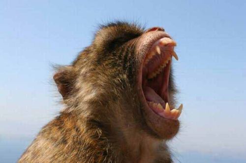 Naughty Monkeys Having Fun