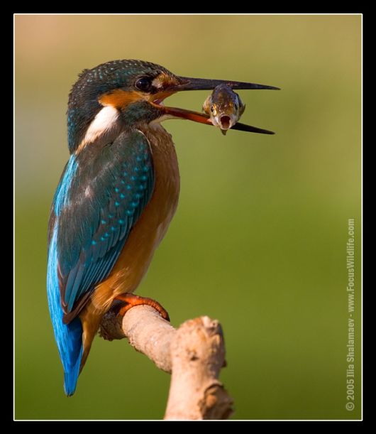 One in A Billion Photos