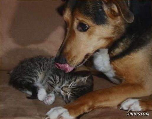 Dogs Are Really True Friends