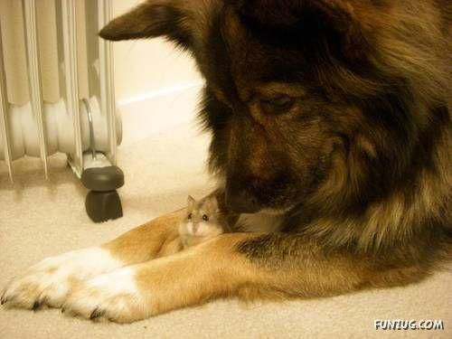 Dogs Are Really True Friends