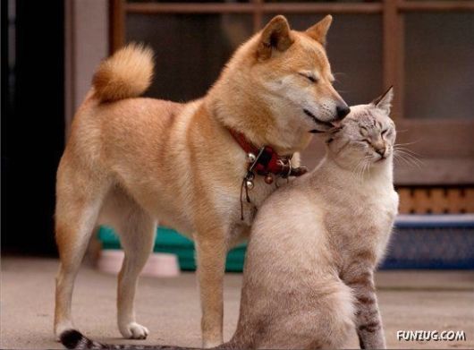 Dogs Are Really True Friends