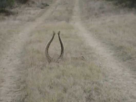 'Rattle Snakes in LoVe