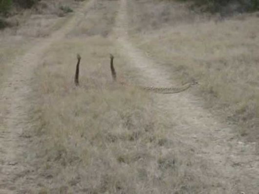 'Rattle Snakes in LoVe