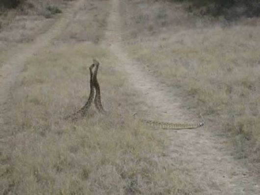 'Rattle Snakes in LoVe