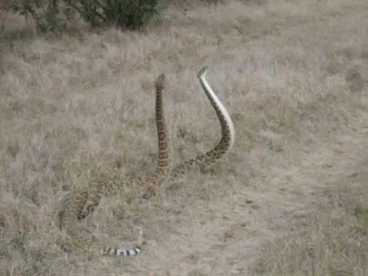 'Rattle Snakes in LoVe