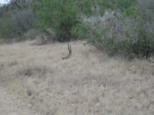 'Rattle Snakes in LoVe