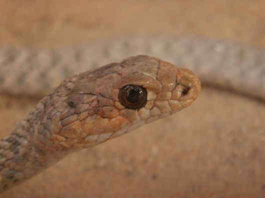 Deadly Snakes Around The World