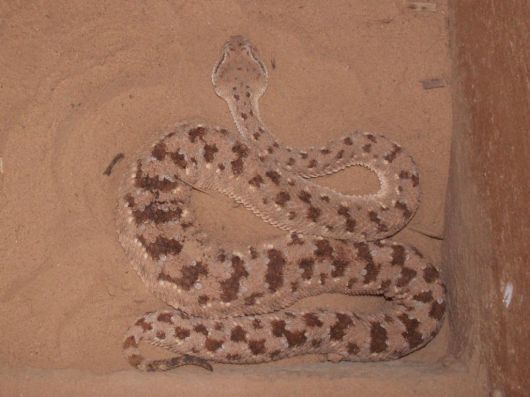 Deadly Snakes Around The World