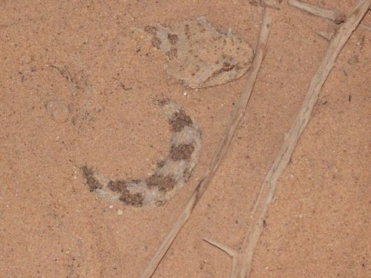 Deadly Snakes Around The World