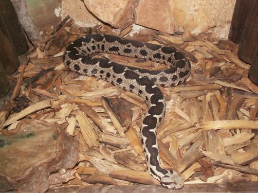 Deadly Snakes Around The World