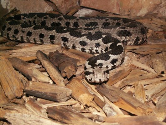 Deadly Snakes Around The World