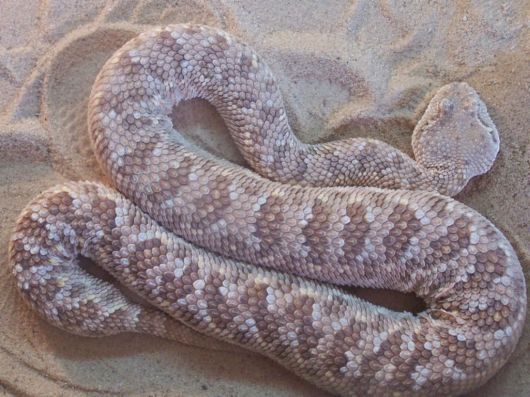 Deadly Snakes Around The World