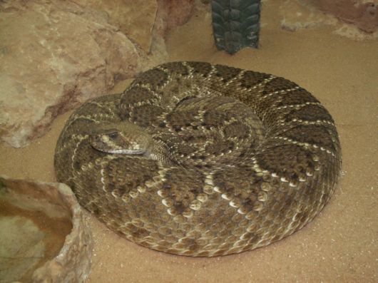 Deadly Snakes Around The World