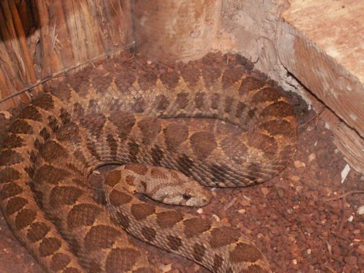 Deadly Snakes Around The World