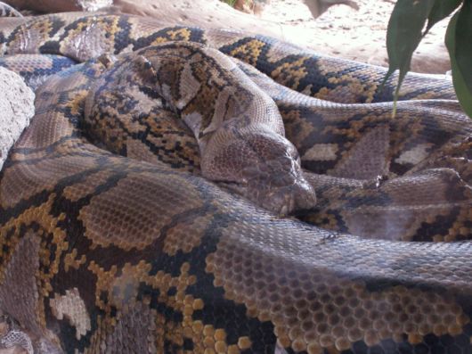 Deadly Snakes Around The World