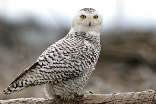 Have You Ever Seen a Snowy Owl ?