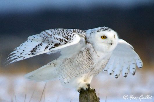 Have You Ever Seen a Snowy Owl ?
