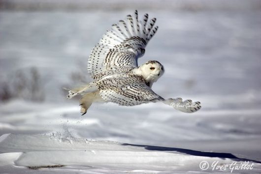Have You Ever Seen a Snowy Owl ?