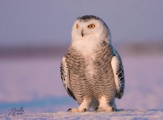 Have You Ever Seen a Snowy Owl ?