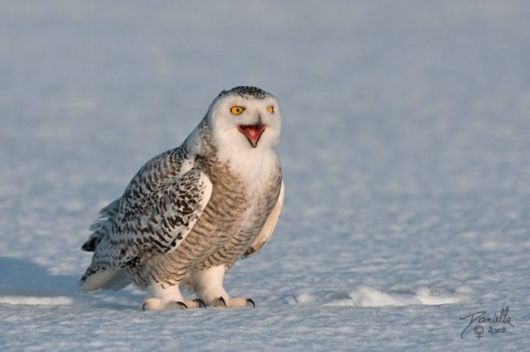 Have You Ever Seen a Snowy Owl ?