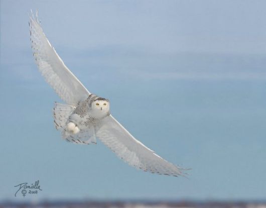 Have You Ever Seen a Snowy Owl ?