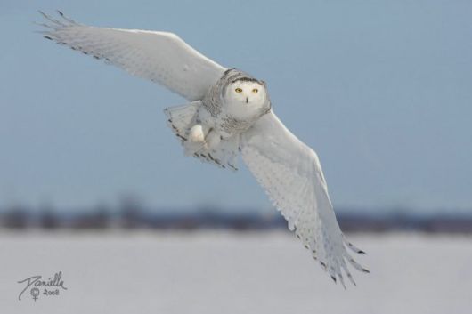 Have You Ever Seen a Snowy Owl ?
