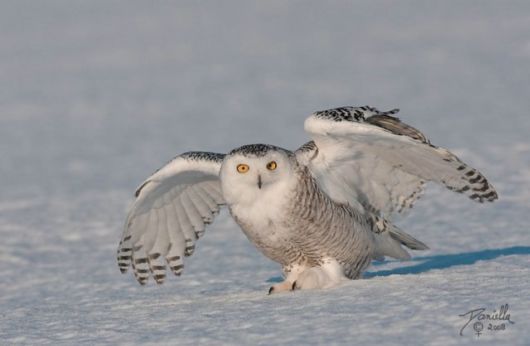 Have You Ever Seen a Snowy Owl ?