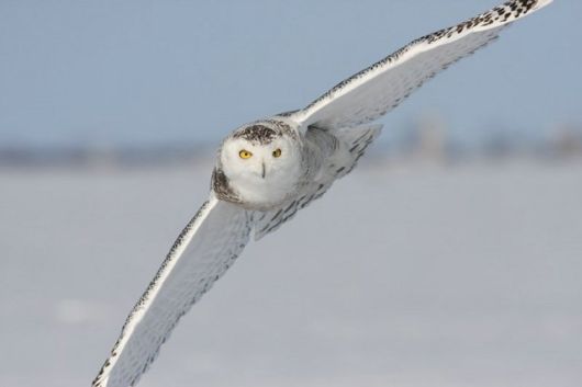 Have You Ever Seen a Snowy Owl ?