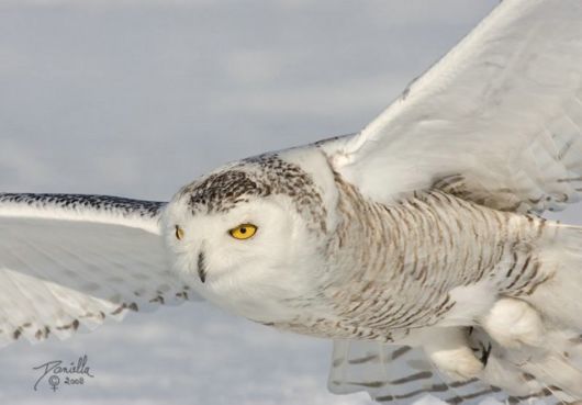 Have You Ever Seen a Snowy Owl ?